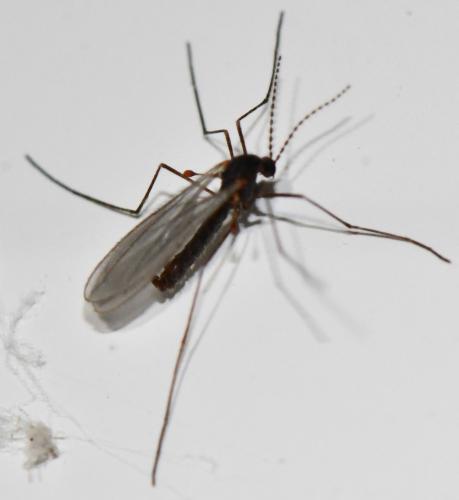 Réf. 277 432 : Cecidomyiinae inconnu